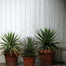 L.A. Garden Tour (6532)