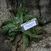 L.A. Garden Tour - Dudley lanceolata (6555)