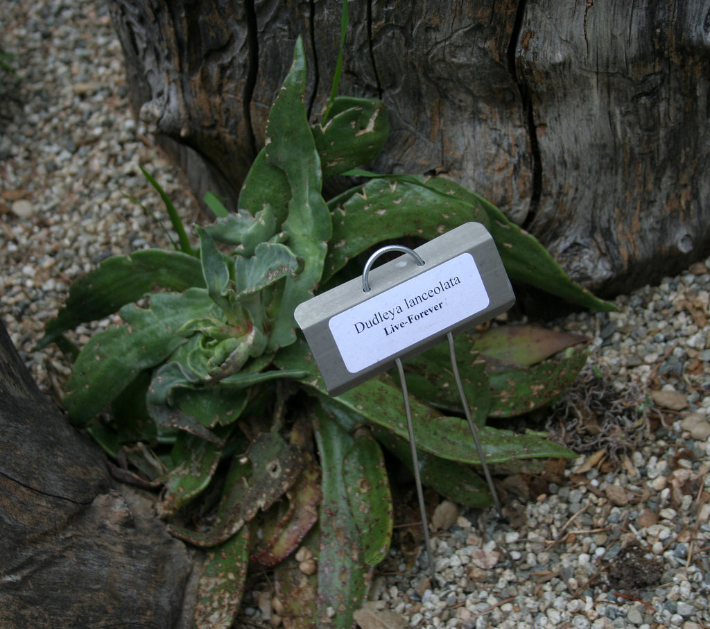 L.A. Garden Tour - Dudley lanceolata (6555)