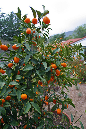 L.A. Garden Tour - Kumquat (6540)