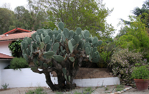 L.A. Garden Tour (6535)