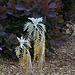 L.A. Garden Tour (6536)
