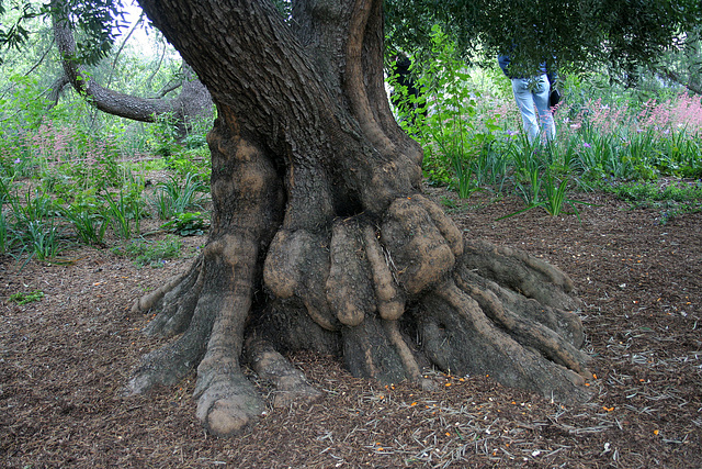 L.A. Garden Tour (6538)