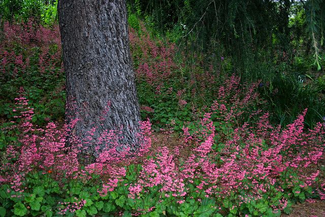 L.A. Garden Tour (6543)