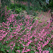 L.A. Garden Tour (6545)