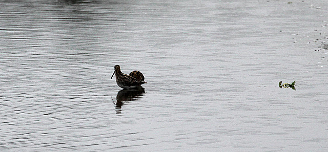 20090910 0471Aw [D~MS] Bekassine (Gallinago gallinago), Rieselfelder Münster