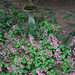 L.A. Garden Tour (6549)
