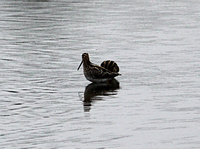 20090910 0472Aw [D~MS] Bekassine (Gallinago gallinago), Rieselfelder Münster