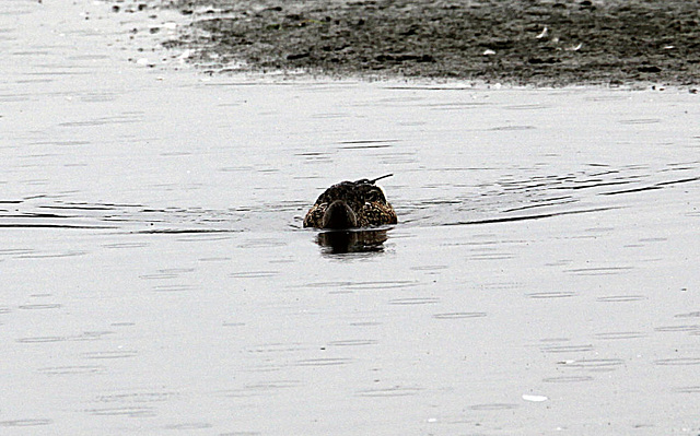 20090910 0477Aw [D~MS] Löffelente, Rieselfelder Münster