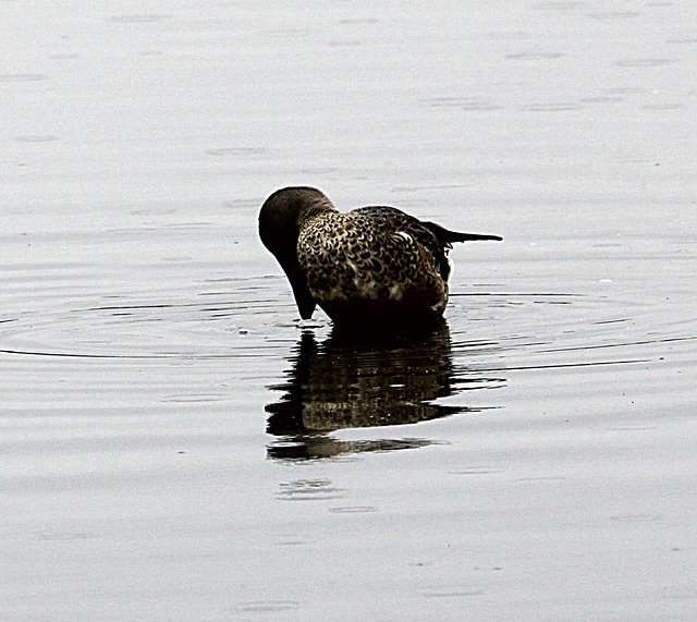 20090910 0478Aw [D~MS] Löffelente, Rieselfelder Münster