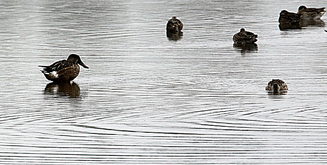 20090910 0480Aw [D~MS] Löffelente, Rieselfelder Münster