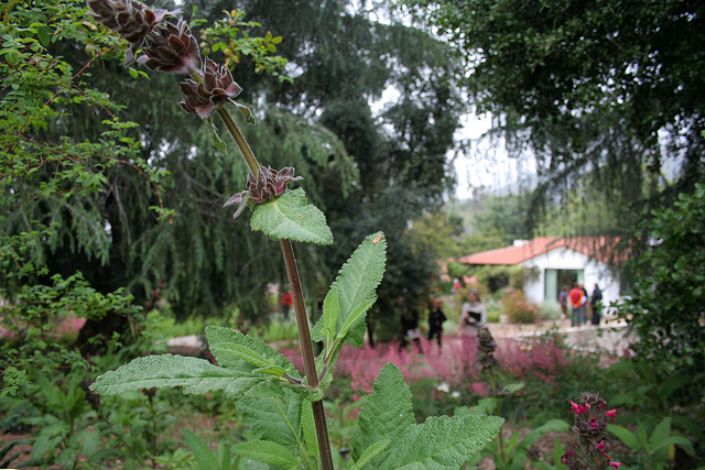 L.A. Garden Tour (6554)