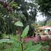 L.A. Garden Tour (6554)