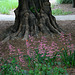 L.A. Garden Tour (6558)