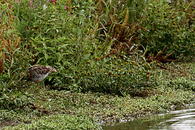 20090910 0485Aw [D~MS] Bekassine (Gallinago gallinago), Rieselfelder Münster