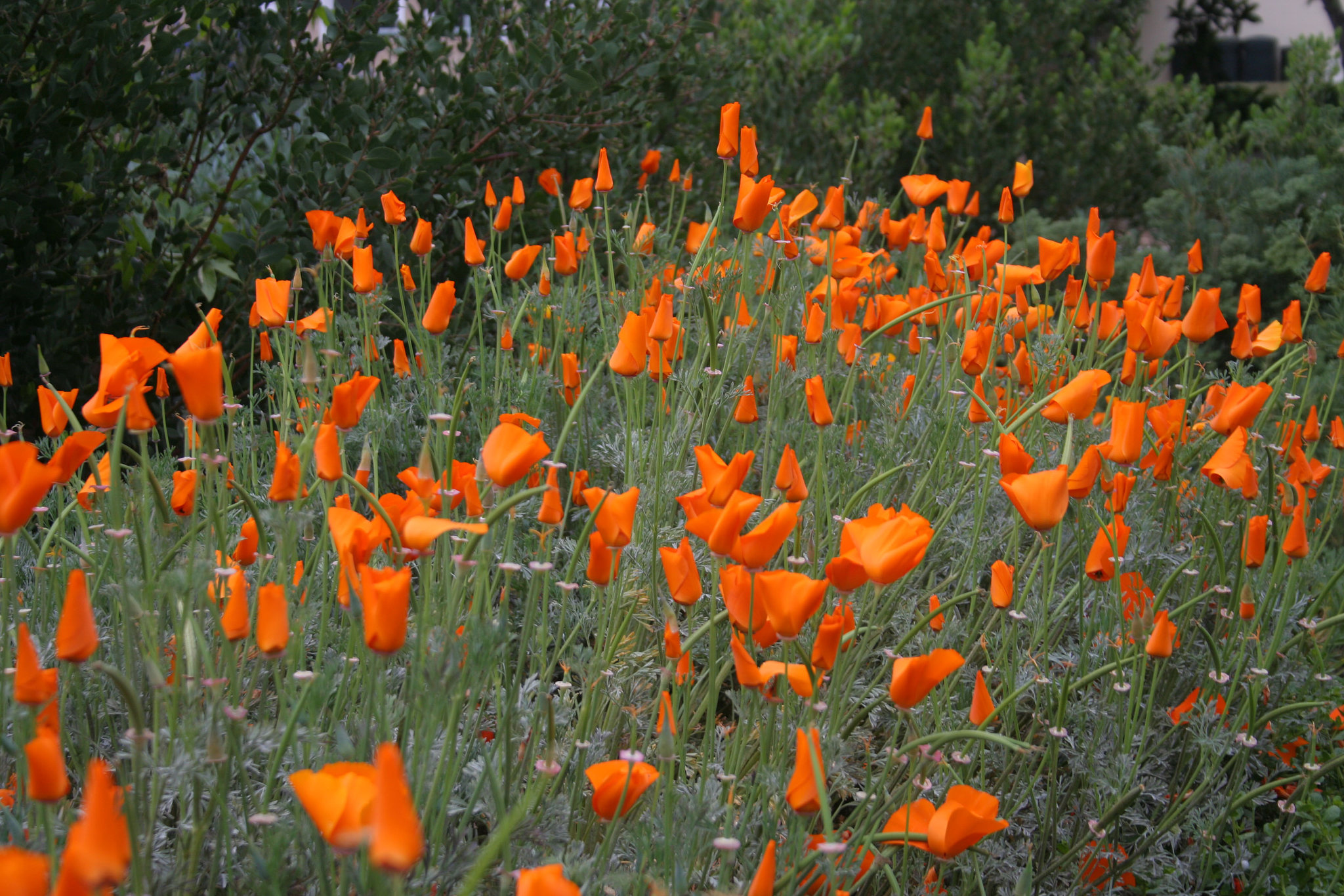 L.A. Garden Tour (6575)