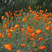 L.A. Garden Tour (6575)