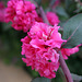 L.A. Garden Tour (6577)
