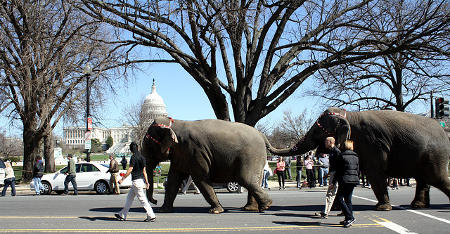 67.RinglingBros.Circus.Parade.SW.WDC.16March2010