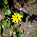 20100415 2159Aw [D~LIP] Scharbockskraut (Ranunculus ficaria), Bad Salzuflen