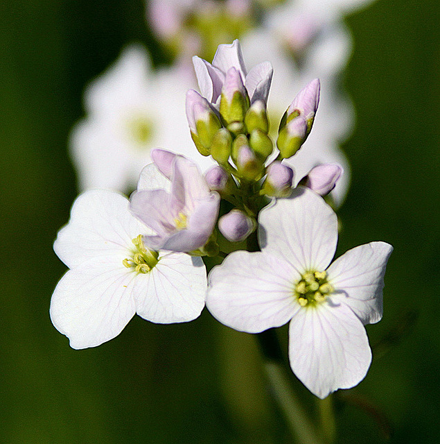 20100415 2166Aw [D~LIP] Wiesenschaumkraut (Cardamine pratensis), Bad Salzuflen