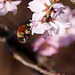 20100415 2176Aw [D~LIP] Wildkirsche Ackerhummel, Bad Salzuflen