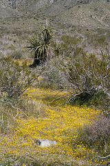 Mission Creek Preserve (5489)