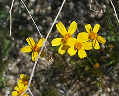 Mission Creek Preserve (5492)