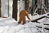 17.DayAfterSnowBlizzard.300N.SW.WDC.7February2010