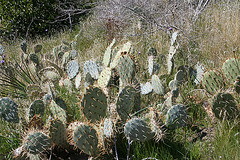 Pacific Crest Trail Cactus (5508)