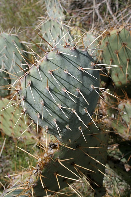 Pacific Crest Trail Cactus (5510)