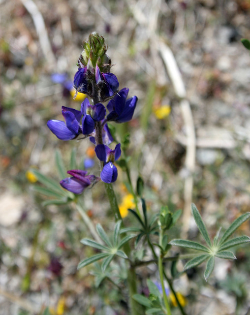 Pacific Crest Trail Flower (5505)