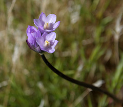 Pacific Crest Trail Flower (5506)