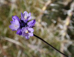 Pacific Crest Trail Flower (5509)