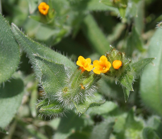 Pacific Crest Trail Flowers (5496)