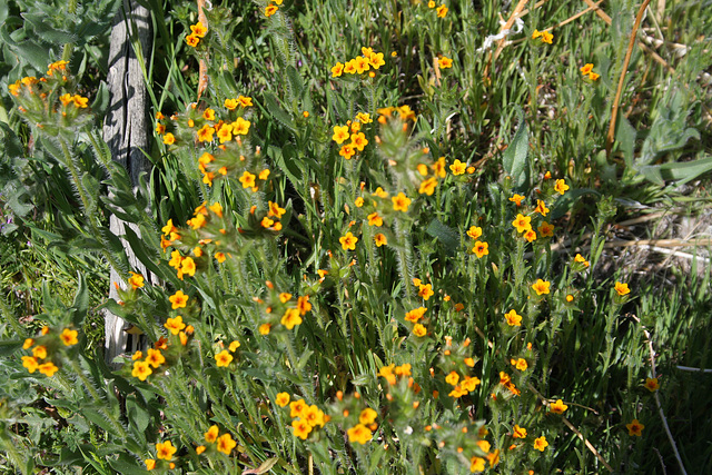 Pacific Crest Trail Flowers (5501)