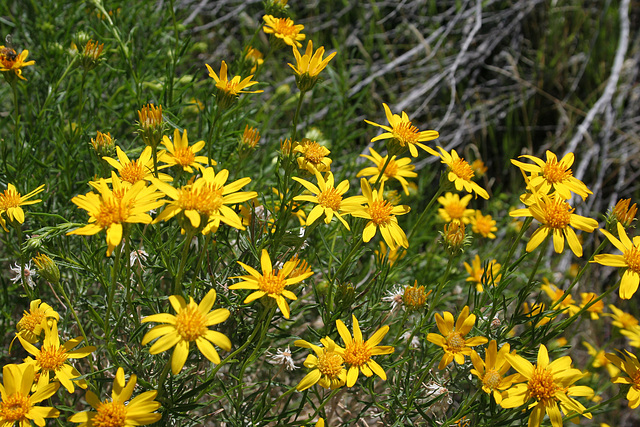 Pacific Crest Trail Flowers (5511)