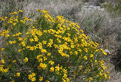 Pacific Crest Trail Flowers (5512)