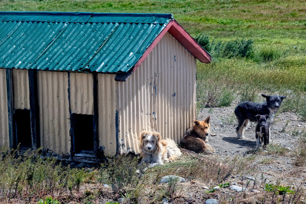 dog's villa - PiP