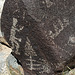 Three Rivers Petroglyphs (6072)