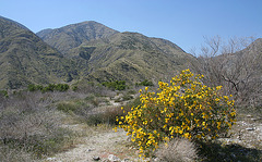 Whitewater Canyon - Poppy Bush (5533)