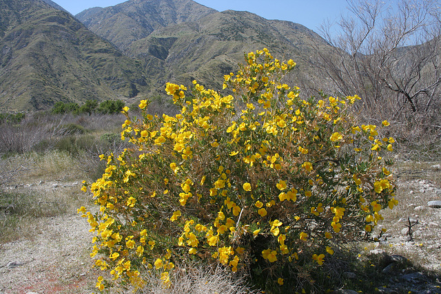 Whitewater Canyon - Poppy Bush (5534)