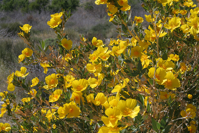 Whitewater Canyon - Poppy Bush (5535)