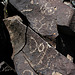 Three Rivers Petroglyphs (6083)