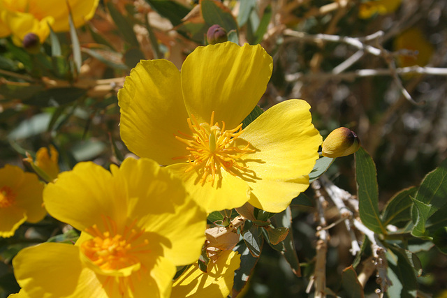 Whitewater Canyon - Poppy Bush (5536)