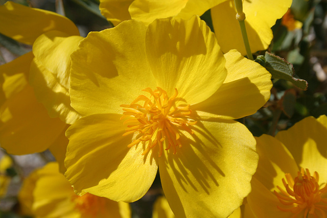 Whitewater Canyon - Poppy Bush (5537)