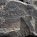 Three Rivers Petroglyphs (6086)