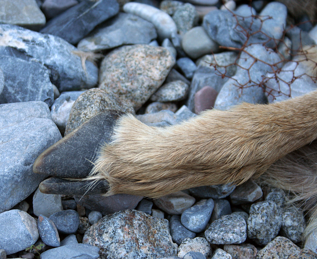 Remains of a Fawn in Marble Canyon (4718)