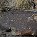 Three Rivers Petroglyphs (6101)