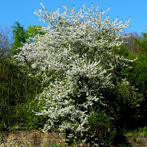 Blühende Bäume